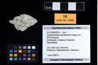 Foto (Objekt + Etikett) von Cretatrizocheles doerflesensis (Fraaije et al., 2019)  (NHMW-GEO-2017-0093-0012)